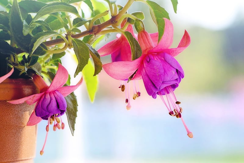 Hanging Garden Ideas